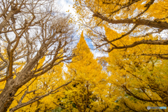 明治神宮外苑にて