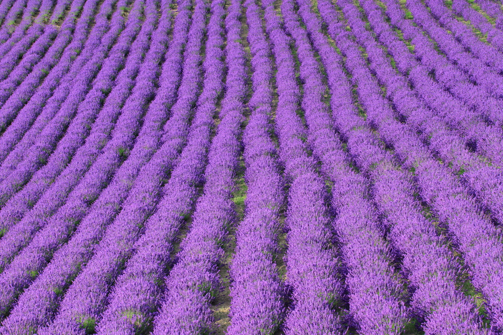 Lavender Lines
