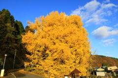 北金ケ沢の大イチョウ