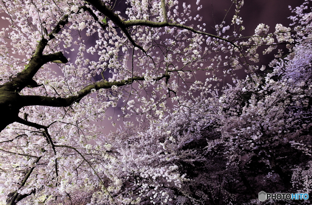 深夜零時の桜