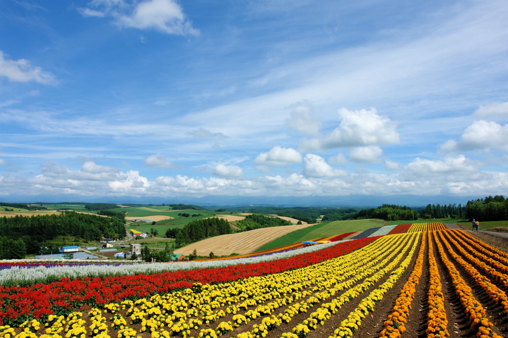 北海道　四季彩の丘にて