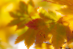 八甲田の森で-Ⅱ