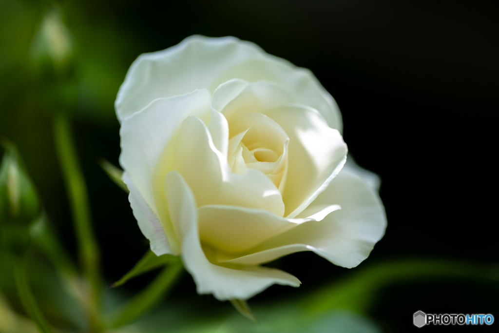 魅惑の薔薇-Ⅱ