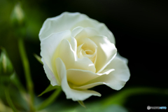 魅惑の薔薇-Ⅱ