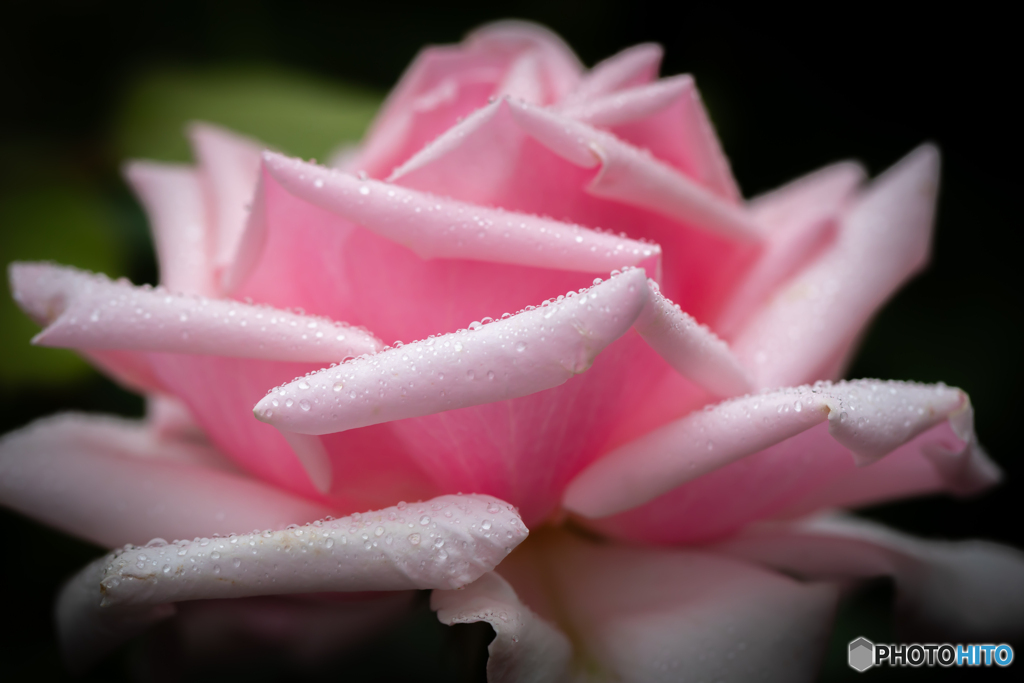 魅惑の薔薇-15