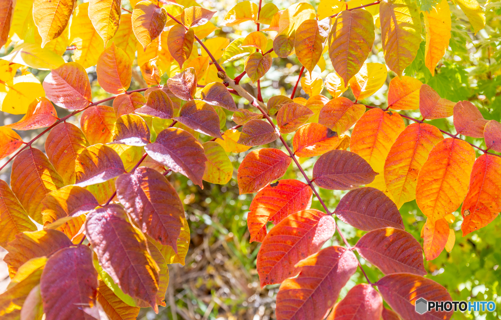 酸ヶ湯の秋模様-Ⅳ