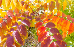 酸ヶ湯の秋模様-Ⅳ