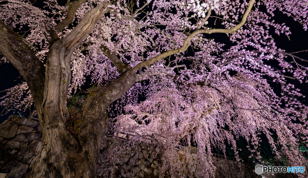夜の枝垂れ桜2019