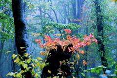 朝霧の森で小さな秋