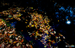 弘前公園の秋-Ⅸ