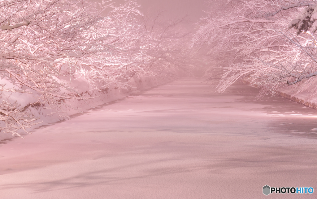 冬の夜桜（再編集）