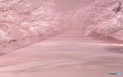 冬の夜桜（再編集）