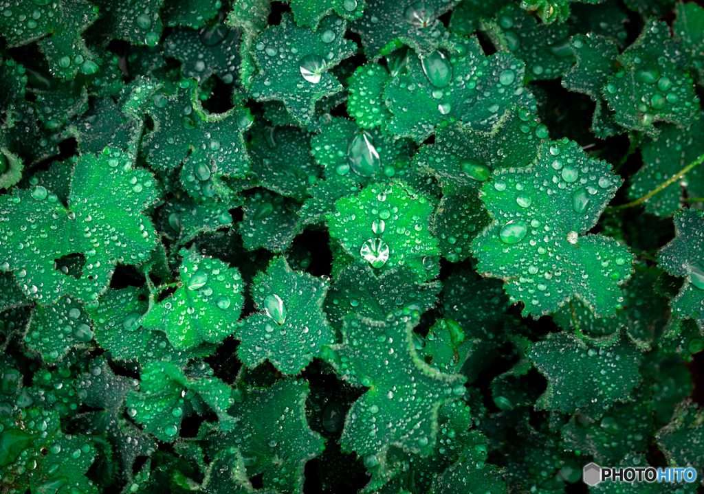 green leaves