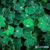 green leaves