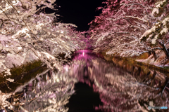 弘前公園 雪桜