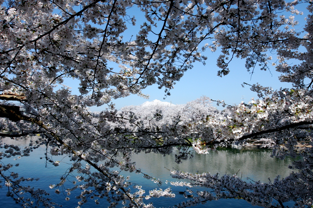 弘前公園　西堀にて