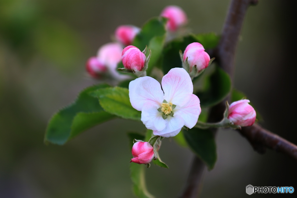 桜の後は林檎の花