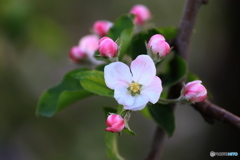 桜の後は林檎の花