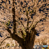 桜満開