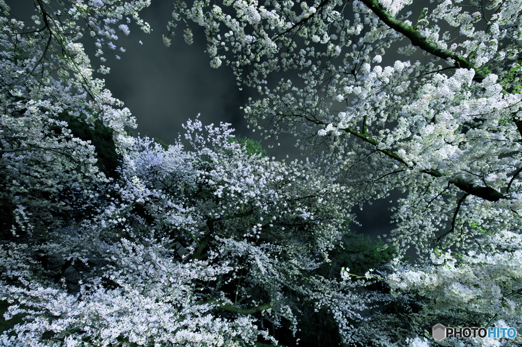 深夜桜-Ⅱ