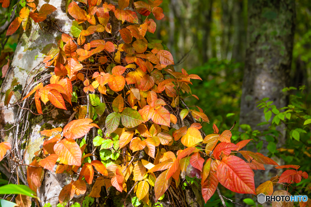 八甲田の彩り-Ⅷ