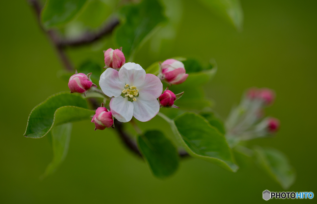 林檎の花