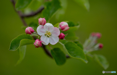 林檎の花