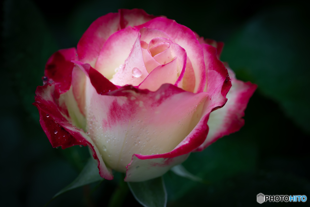 魅惑の薔薇‐14
