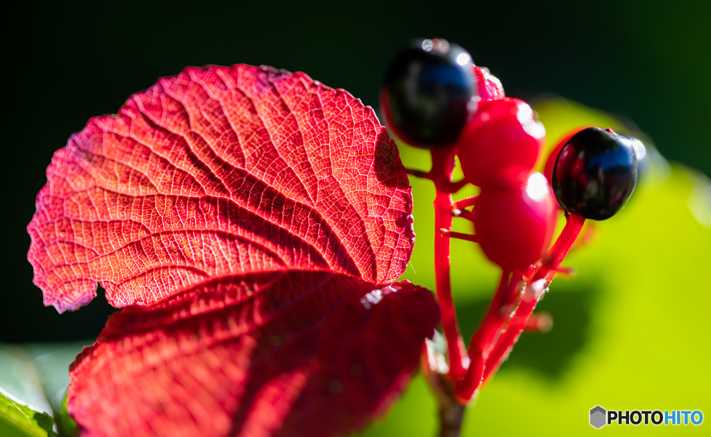 見つけた紅葉