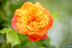魅惑の薔薇-Ⅰ