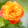 魅惑の薔薇-Ⅰ