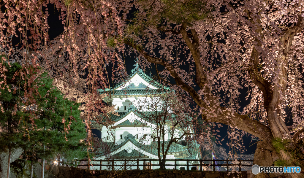 天守と桜（再編集）