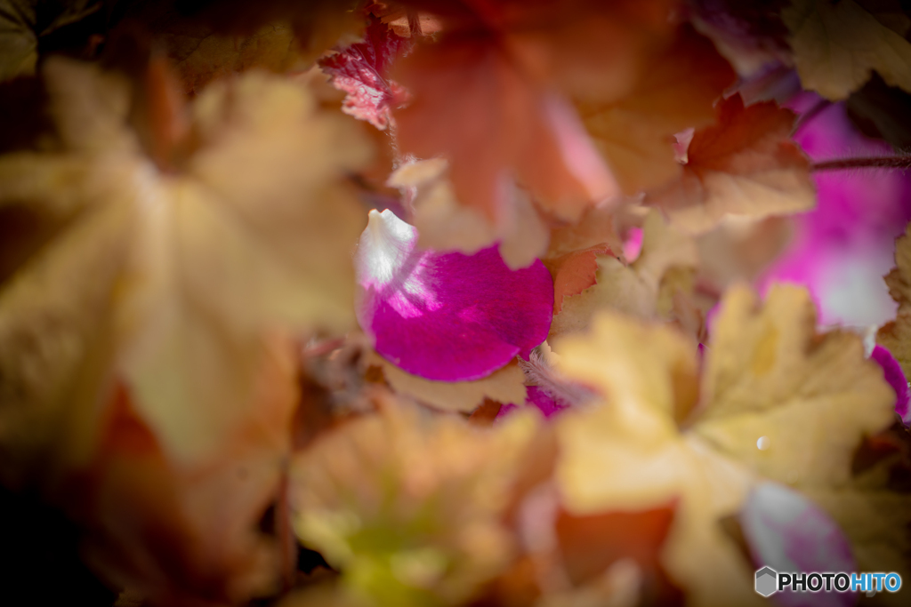 魅惑の薔薇-30