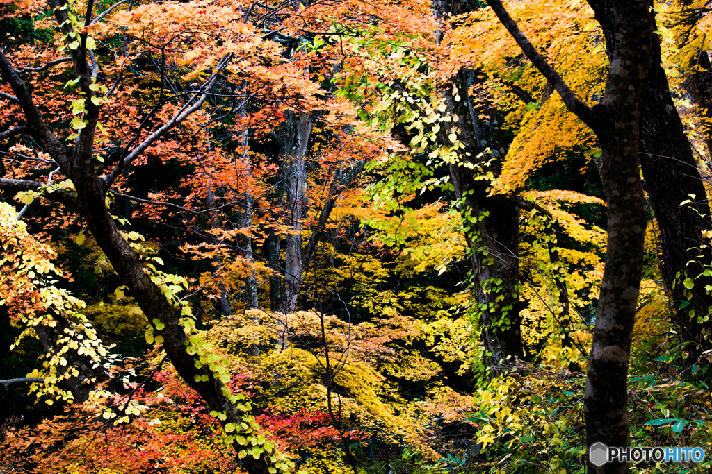 中野もみじ山にて-Ⅳ