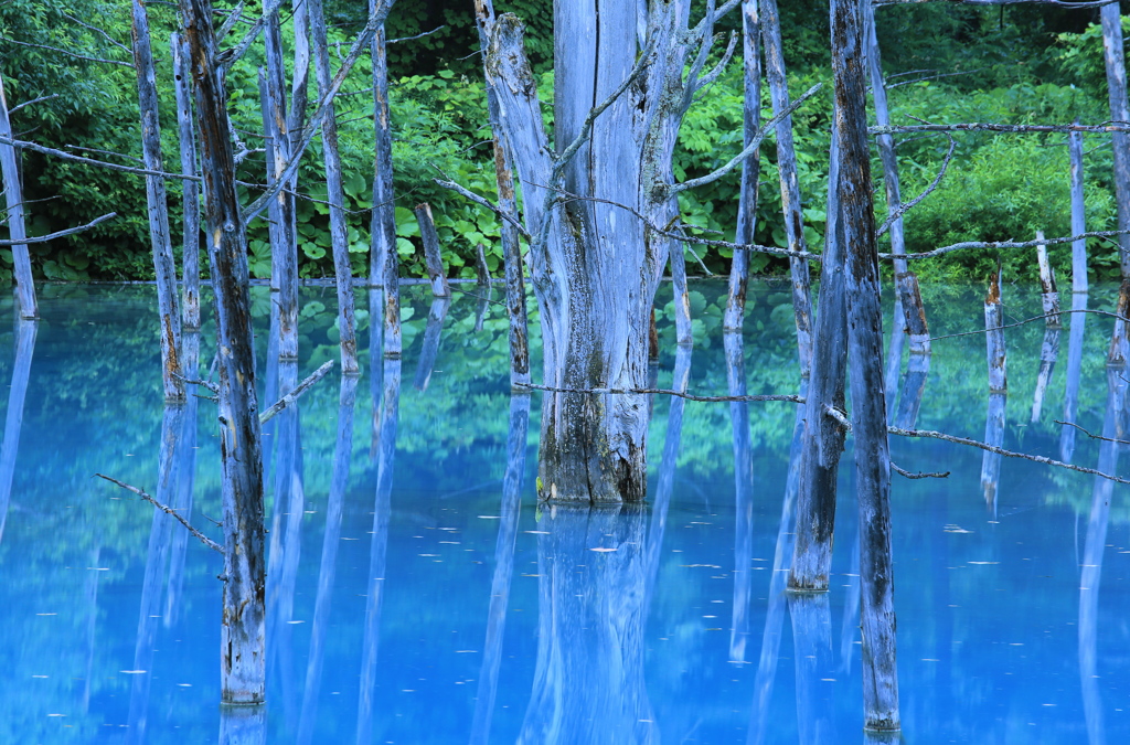 青い池の朝に-2016