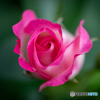 魅惑の薔薇-Ⅰ
