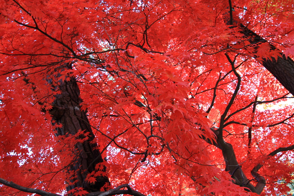 弘前公園の紅葉