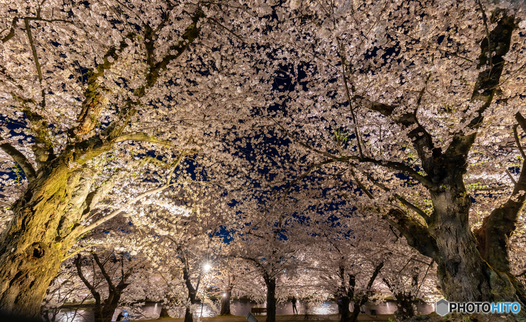 弘前公園西濠にて-Ⅲ