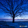 夜明けのシンボルツリー