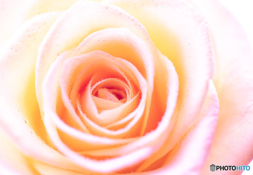 薔薇一輪