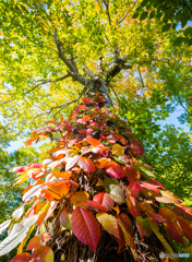 秋を纏う樹
