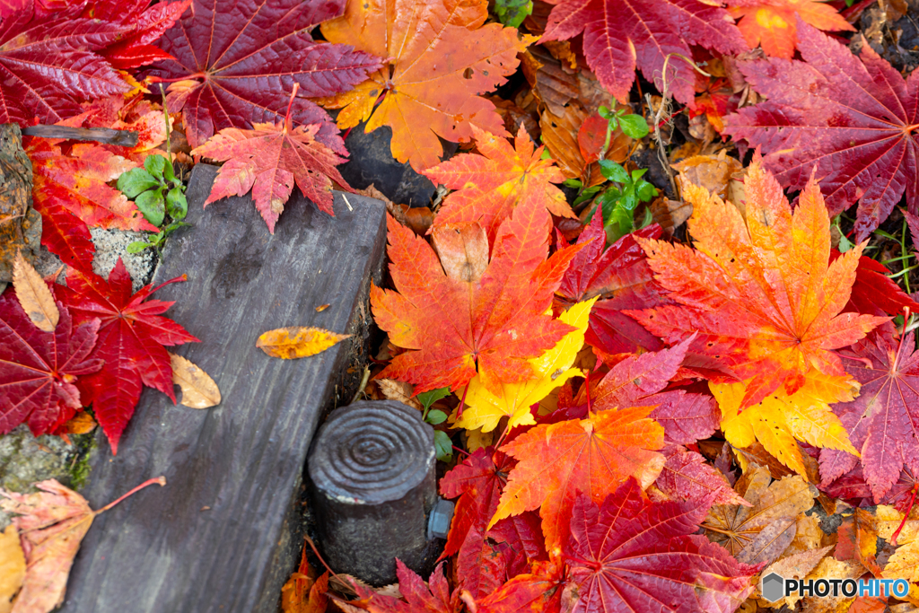 華やかな落ち葉-Ⅱ