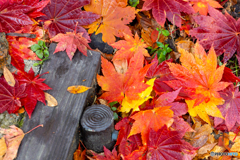 華やかな落ち葉-Ⅱ