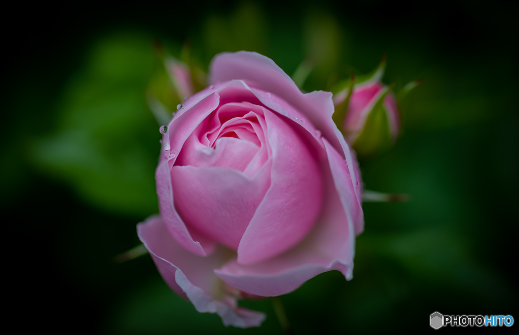 魅惑の薔薇-Ⅴ