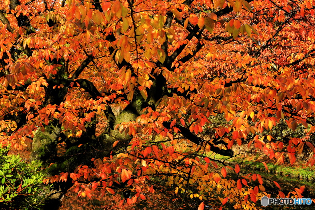 桜紅葉