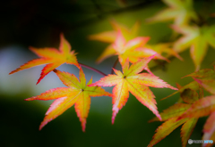 初秋の彩り-Ⅵ