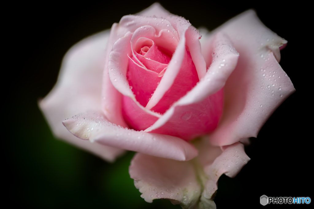 魅惑の薔薇-Ⅻ