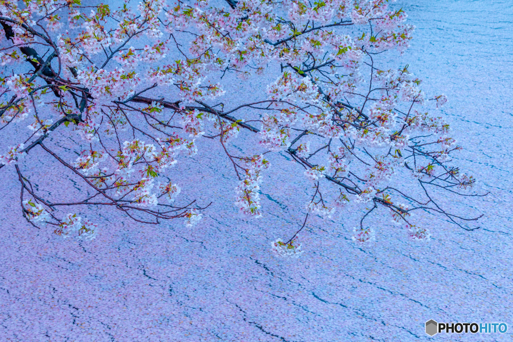 早朝の名残り桜