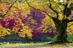 弘前公園の秋‐Ⅲ