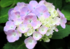 紫陽花